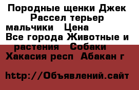 Породные щенки Джек Рассел терьер-мальчики › Цена ­ 40 000 - Все города Животные и растения » Собаки   . Хакасия респ.,Абакан г.